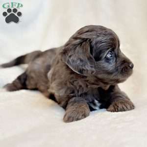 REMY, Mini Aussiedoodle Puppy